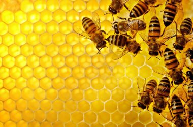 Создание Интернет-магазина для сети магазинов пчеловодства