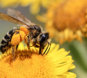 Создание сайта по производству пчелиного воска
