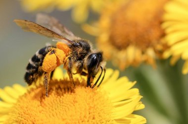 Создание сайта по производству пчелиного воска