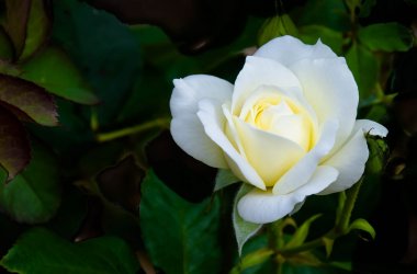 Создание интернет-магазина цветов Белая роза 24